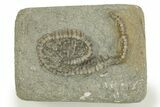 Fossil Crinoid (Camptocrinus) - Crawfordsville, Indiana #310187-1